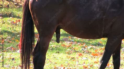 When Oliver Flynn comes through with his ginger <b>cock</b> she's got <b>her</b> wet pussy ready to fuck. . Horse cock up her ass